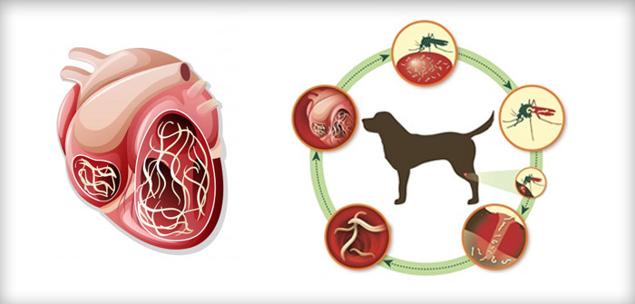 Understanding the Heartworm Lifecycle (And Why Timing Matters