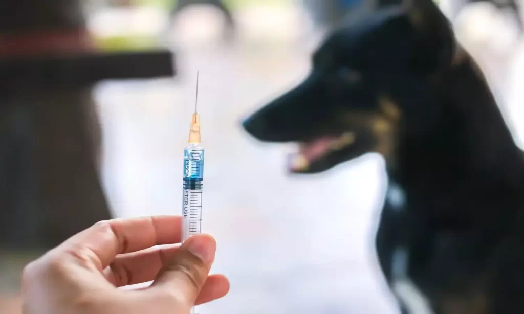 What Causes Lethargy or Tiredness After a Rabies Shot?