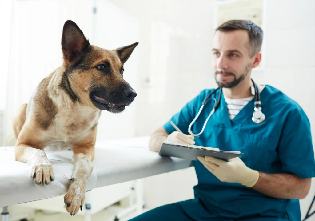 What Does “Vet Recommended” Really Mean?