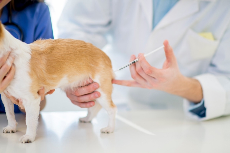 What Is the Rabies Vaccine and Why Do Dogs Need It?