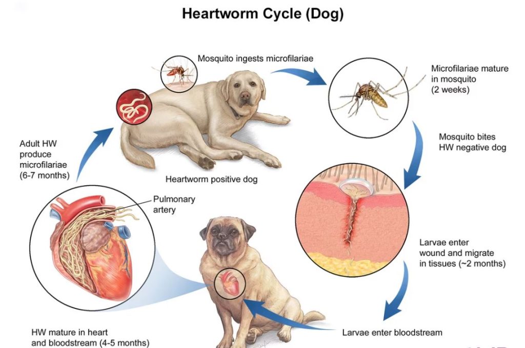 What Months Do Dogs Need Heartworm Pills?