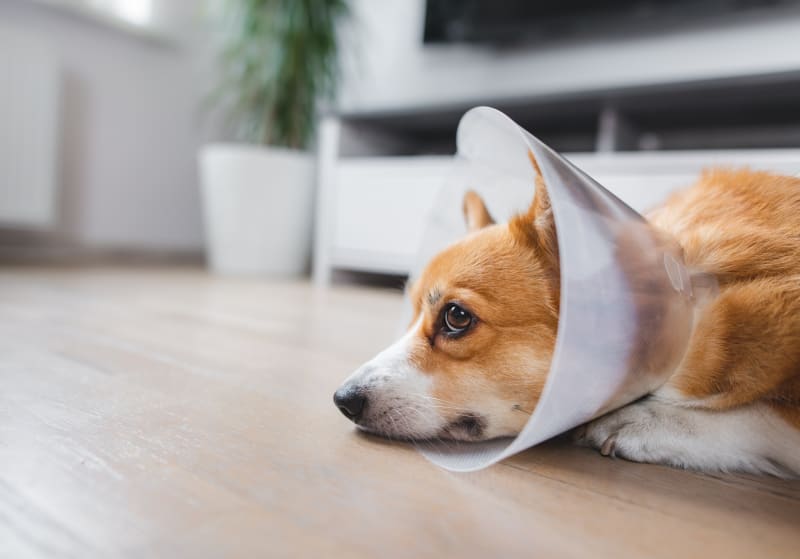 What to Expect After Spaying Surgery