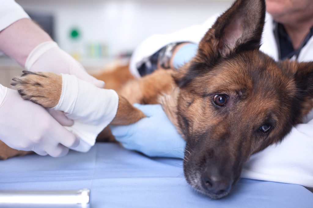 When to Call Your Vet About Pain Concerns