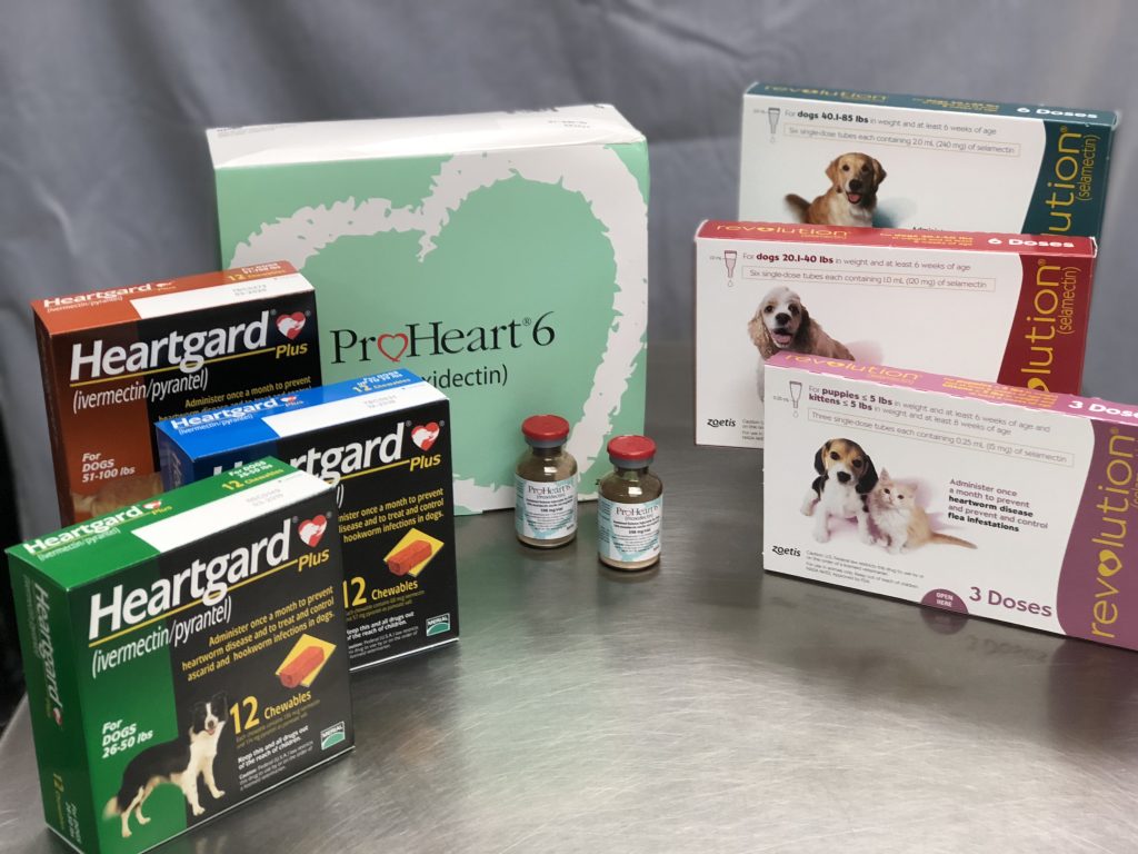 You’ve Been Lied to About Heartworm Pills — Here’s the Truth