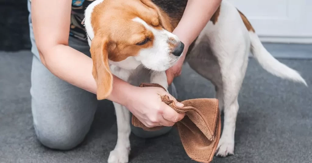 Additional Grooming Tips for Healthy Dog Toes