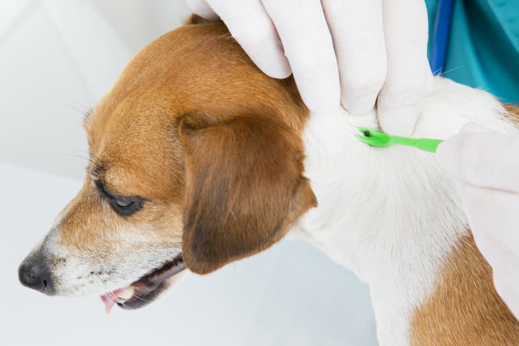 Aftercare: Caring for the Tick Bite Area