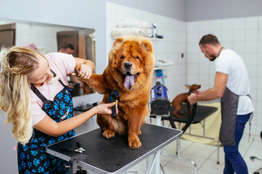 Alternatives to Insurance for Grooming Costs