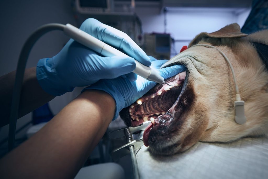 Anesthesia-Free vs. Anesthesia-Based Cleaning: What’s the Difference?