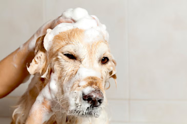 Are All Natural Dog Shampoos Created Equal?
