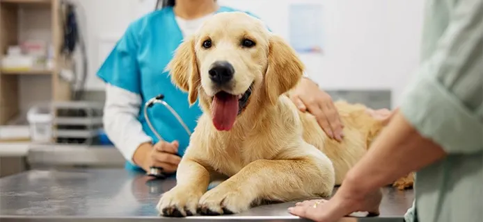 Are Grooming Services Covered by Pet Insurance in Australia?