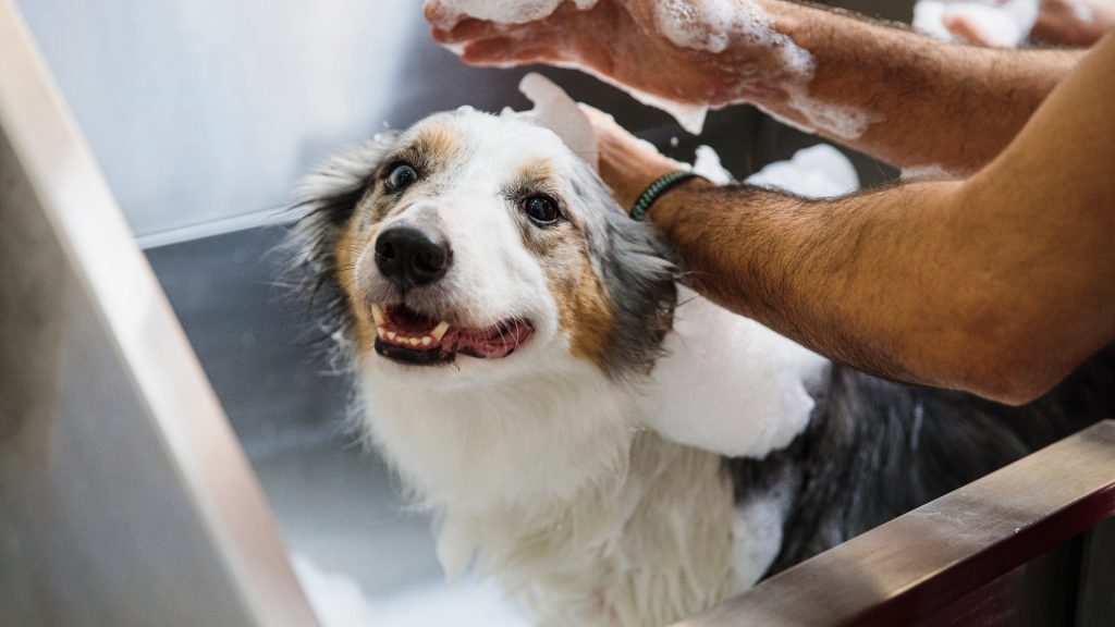 Are Natural Dog Shampoos Better? What Aussie Pet Owners Should Know