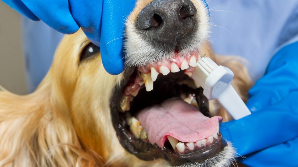 Are Professional Teeth Cleaning Services Worth It for Dogs?