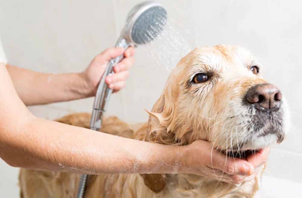 Are You Overbathing Your Dog? Signs You’re Washing Too Often