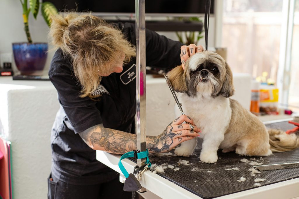 Conclusion: Find the Best Grooming Style for Your Dog’s Needs