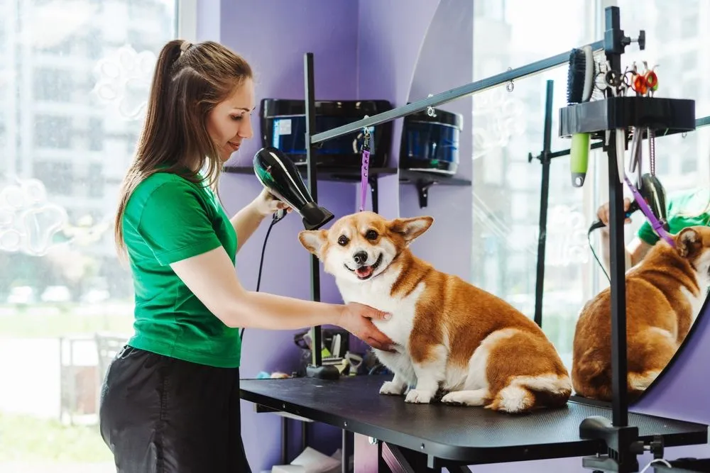 At-Home Grooming vs. Professional Grooming: What’s Better for Skin?
