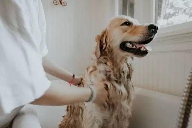 At-Home Grooming vs Professional Grooming