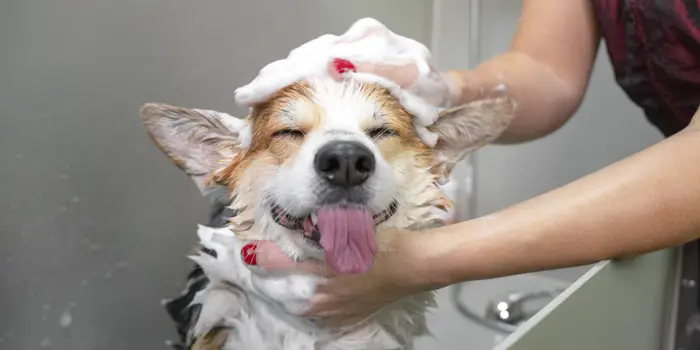 Bathing & Shampoo Strategies