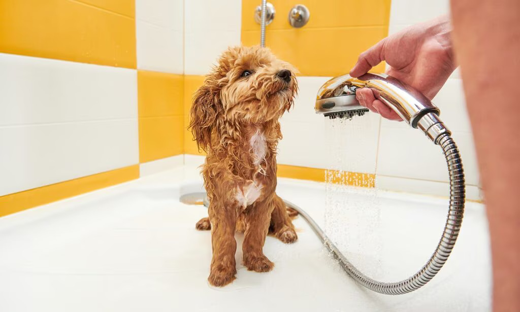 Bathing Too Often or Too Rarely