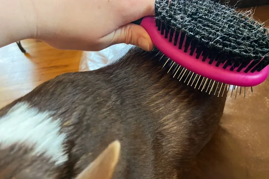 Best Brush for Dogs Who Hate Brushing