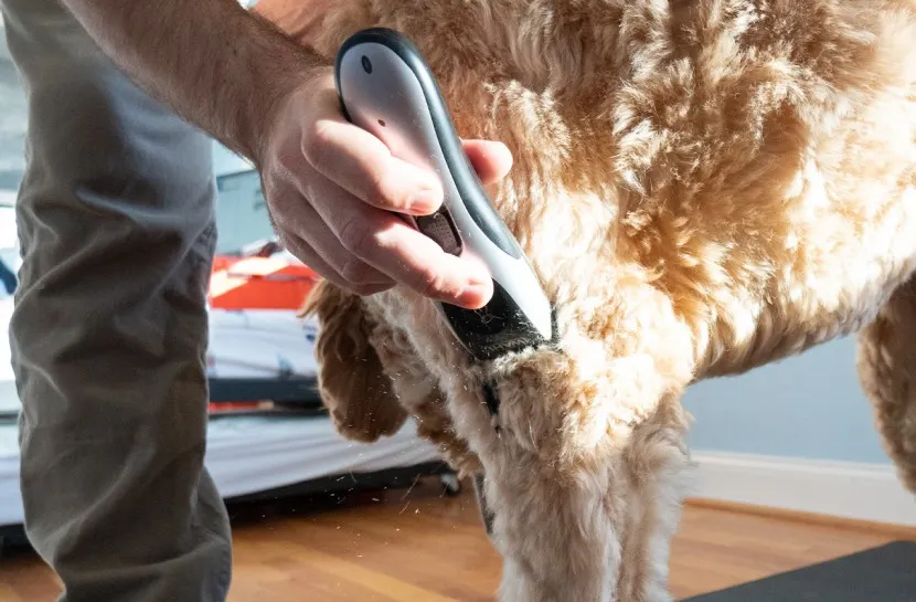 Best Dog Clippers for Beginners (Affordable Options Included)
