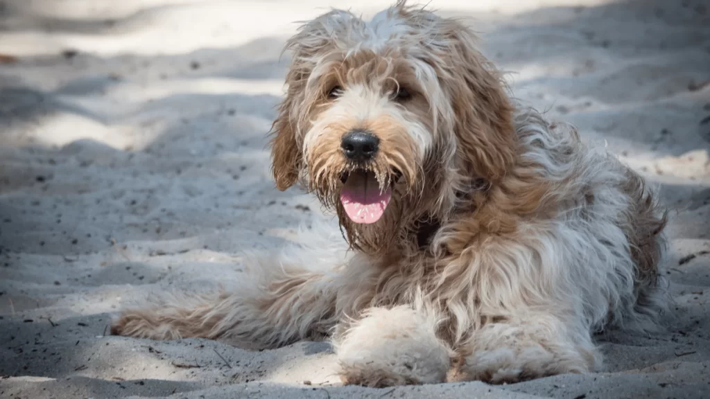 Best Grooming Tools and Products to Prevent Matting