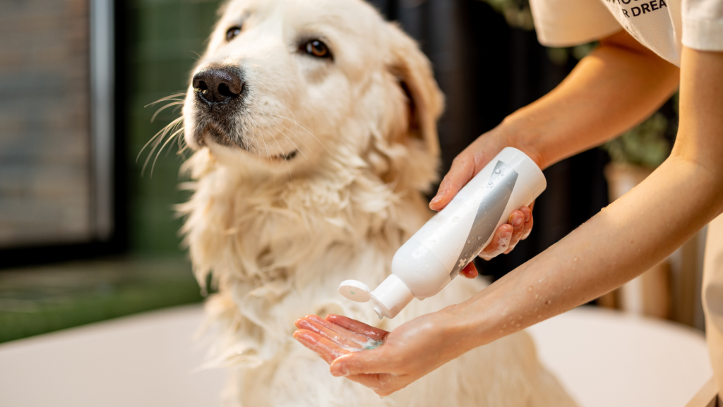 Best Products for Dogs With Sensitive Skin
