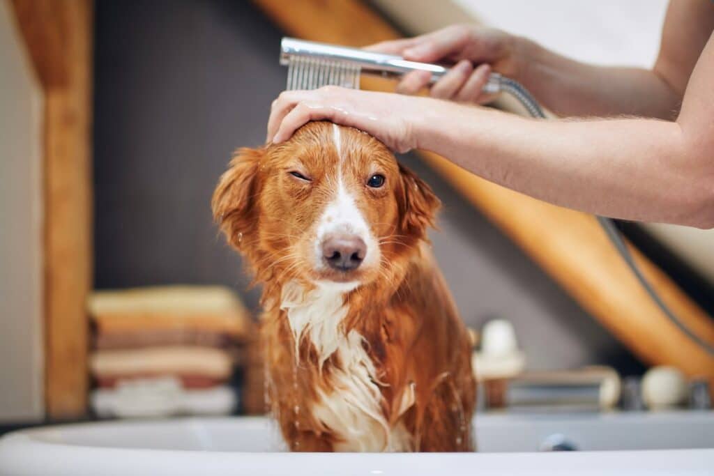 Breed Differences: Do Some Dogs Enjoy Grooming More