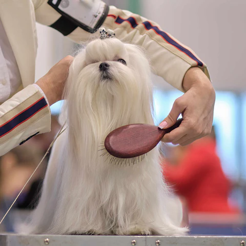 Breed-Specific Grooming Needs (With Focus on Long-Haired Dogs)