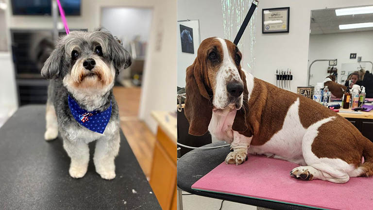 Breed-Specific Grooming Needs