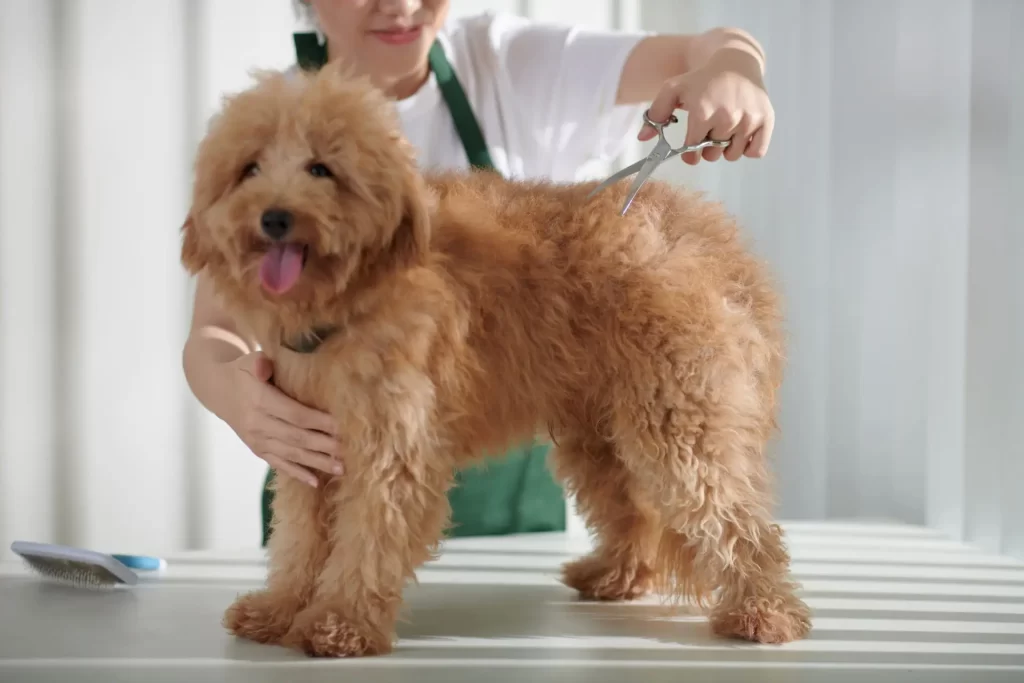 Breed-Specific Grooming Routines