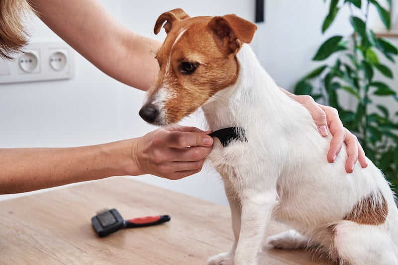 Brushing and Bonding – Strengthening the Human-Dog Connection