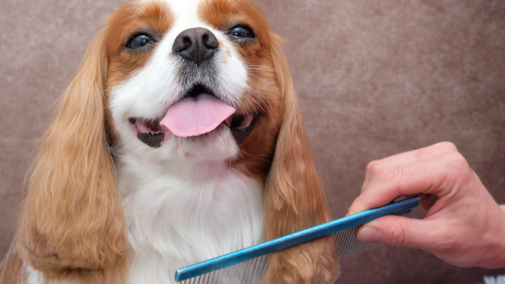 Brushing as a Preventative Health Check