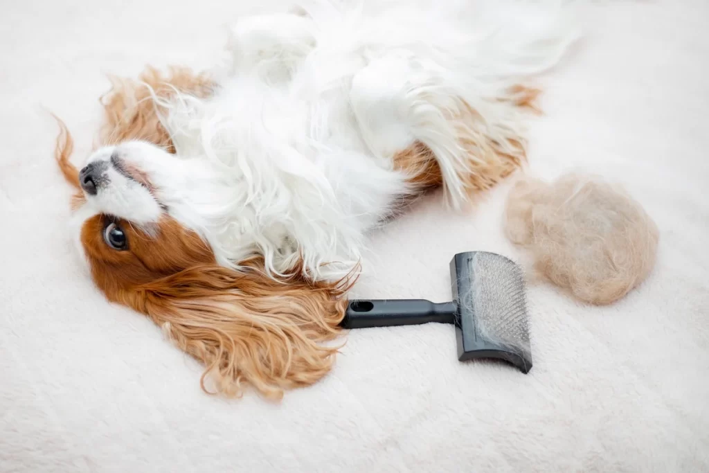 Brushing Different Coat Types – Tailored Routines