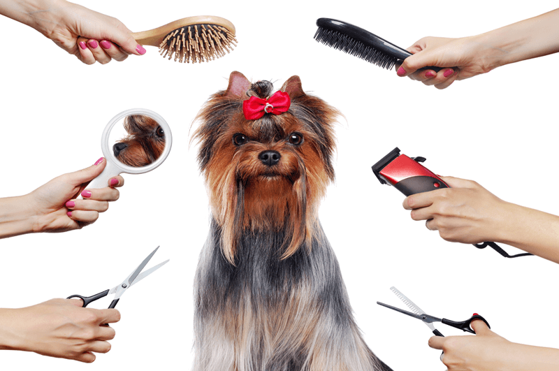 Budgeting Your First Dog Grooming Kit