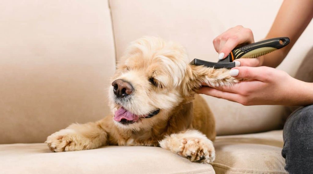 Building a Positive Grooming Experience