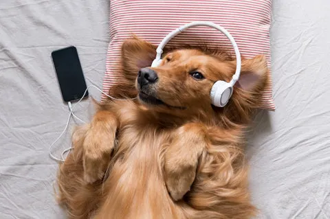 Calming Techniques for Dogs During Grooming