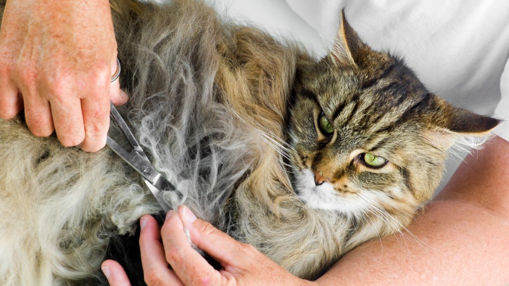 Can Grooming Help Prevent Matting in Long-Haired Breeds?