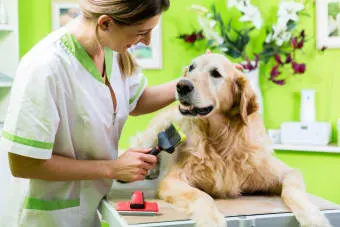 Can Grooming Trigger Anxiety in Dogs? What You Can Do