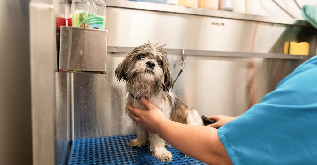 Can Neglecting Grooming Lead to Behavioural Issues?