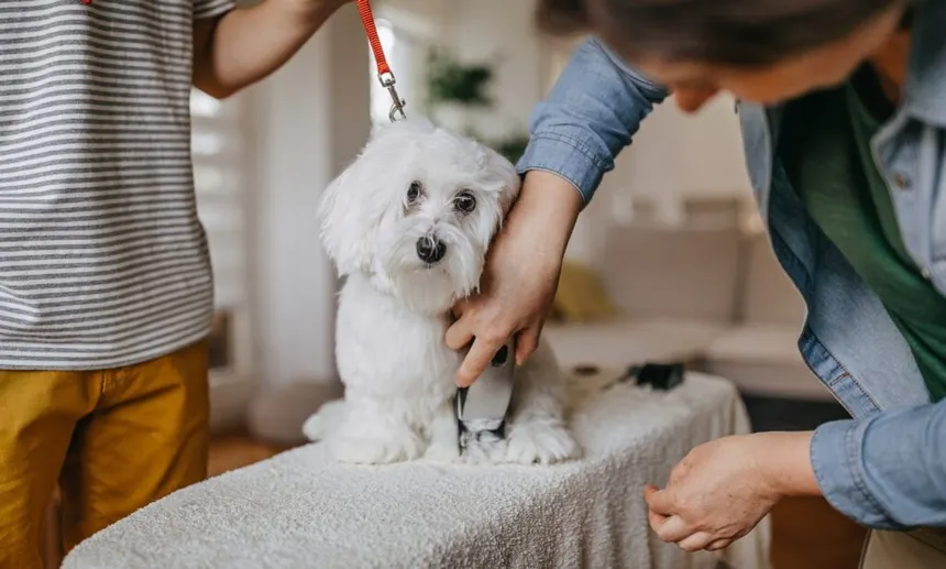 Can You Use Human Clippers to Groom My Dog at Home?