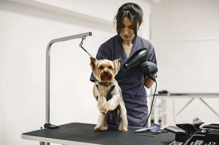 Choosing a Professional Groomer for Anxious Dogs
