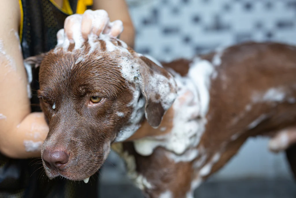 Choosing the Right Conditioner for Your Dog’s Coat Type