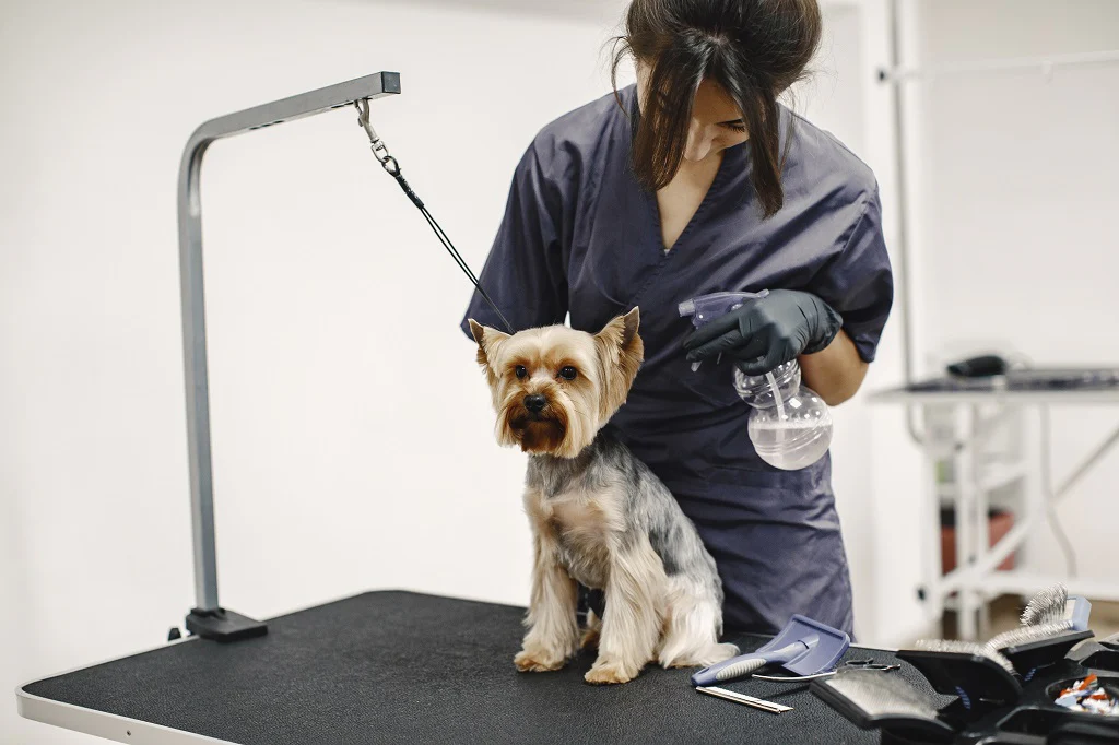 Choosing the Right Grooming Salon