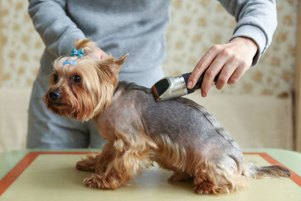 Choosing the Right Kit Based on Your Dog’s Coat and Size
