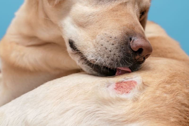 Common Causes of Grooming-Related Rashes