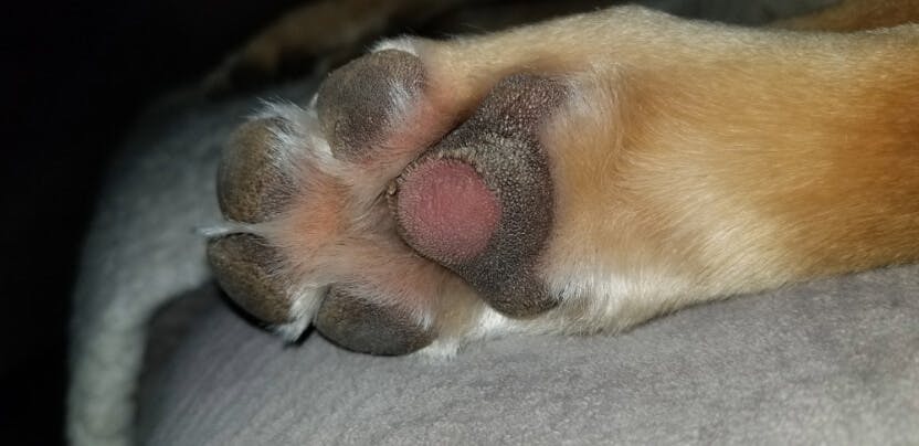 Common Causes of Paw Pad Damage