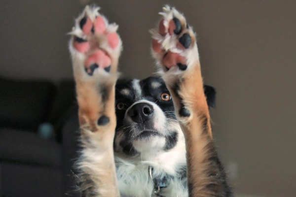 Common Causes of Paw Pad Injuries