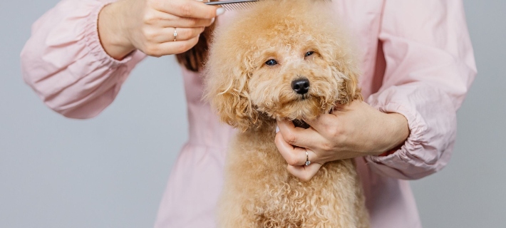 Common Causes of Tangled Dog Fur