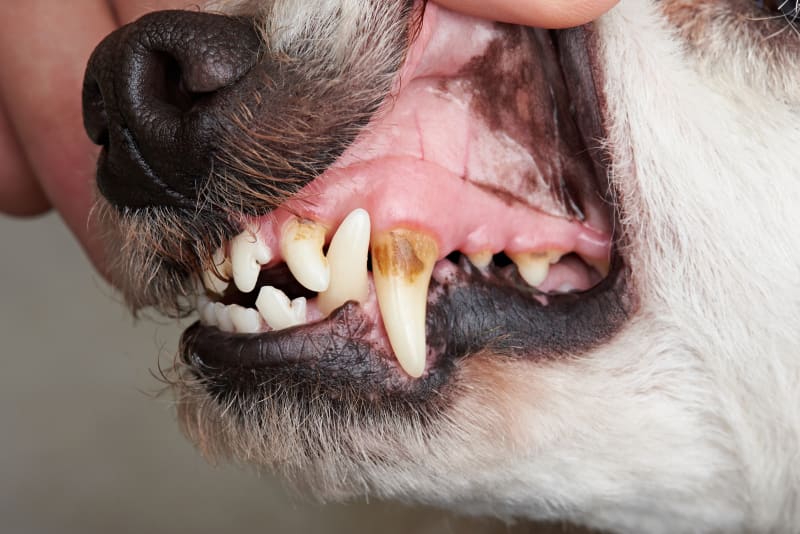 Common Dental Issues in Dogs