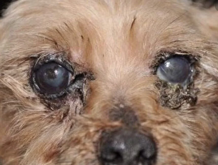 Common Dog Eye Problems Linked to Poor Hygiene